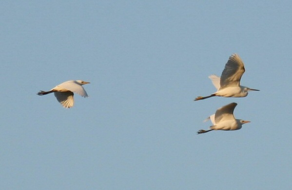 Cattle Egret