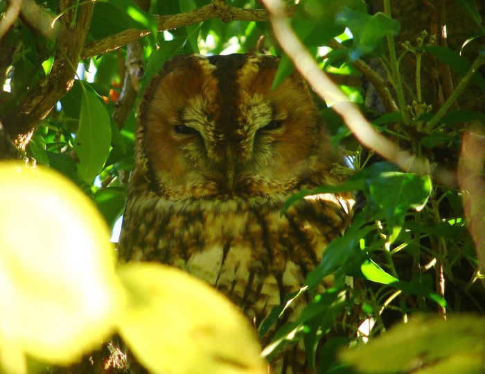 Tawny Owl