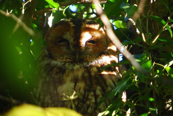 Tawny Owl