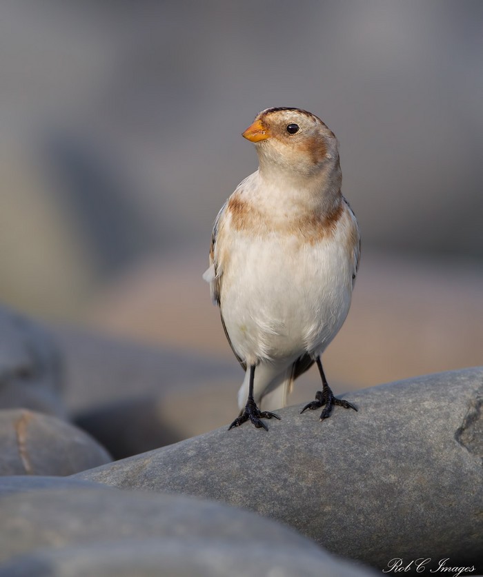 Snow Bunting