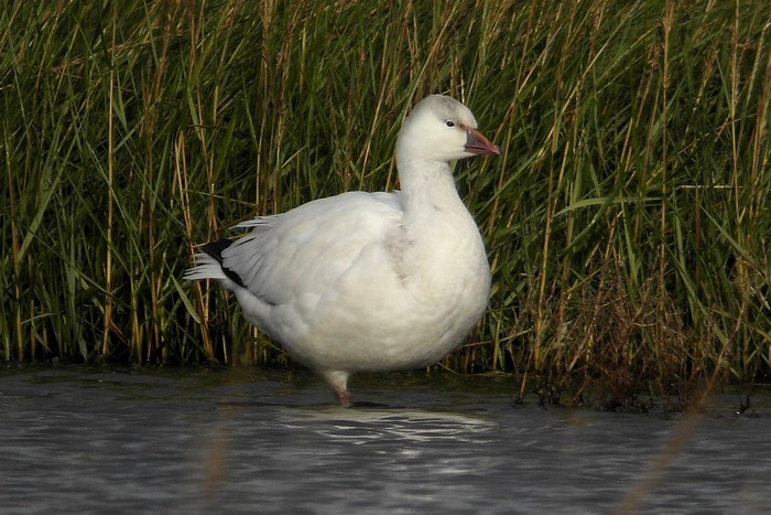 Ross's Goose