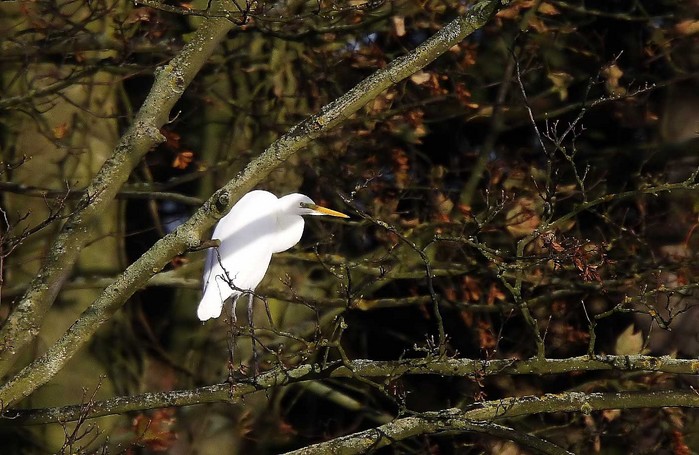 Great White Egret
