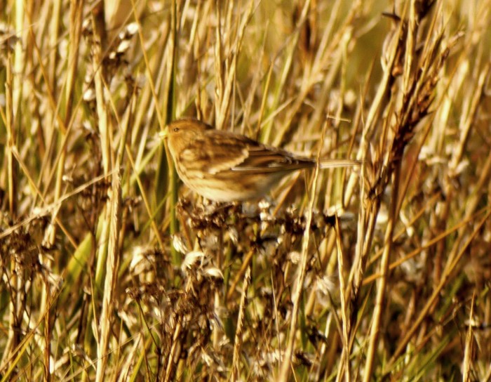 Twite