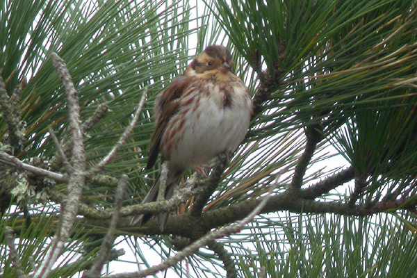 Rustic Bunting