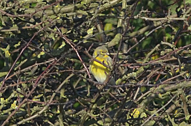 Serin