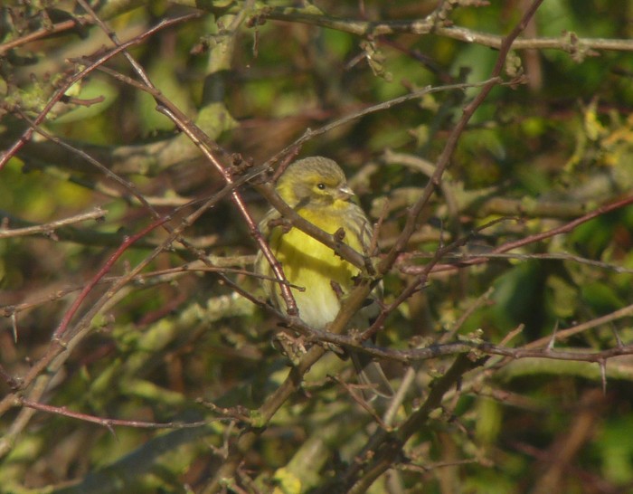 Serin