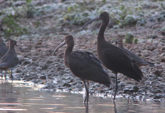 Glossy Ibis