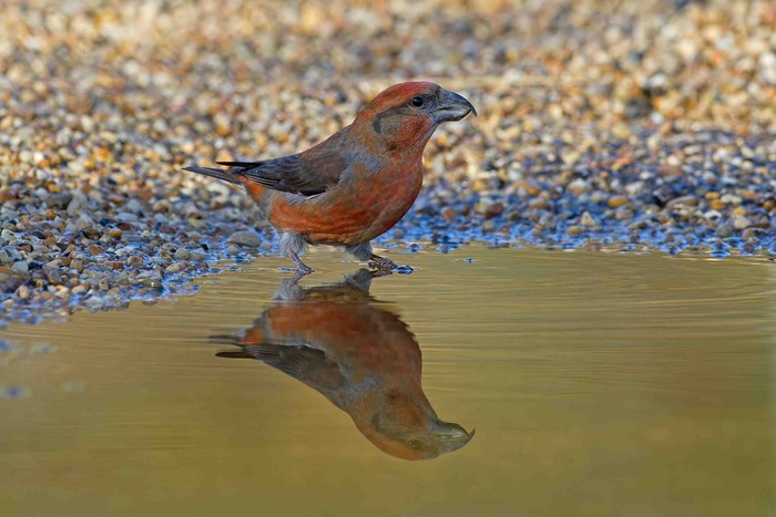 Crossbill