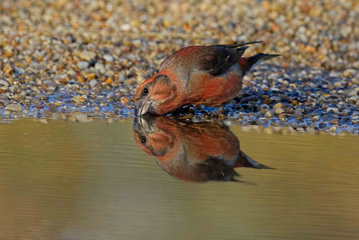 Crossbill