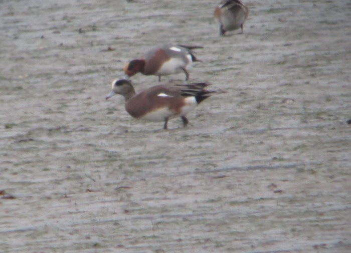 American Wigeon