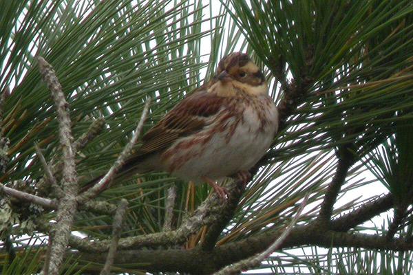 Rustic Bunting