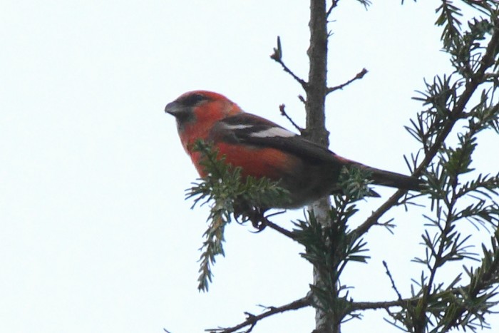 Two-barred Crossbill