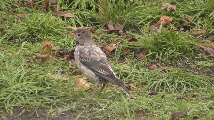 Rose-coloured Starling