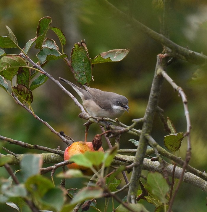 Western Orphean Warbler