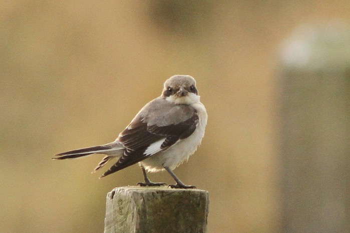 Lesser Grey Shrike