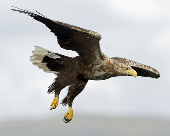 White-tailed Eagle