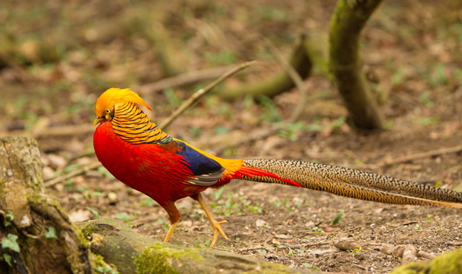 Golden Pheasant  