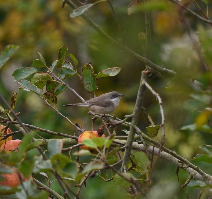 Western Orphean Warbler