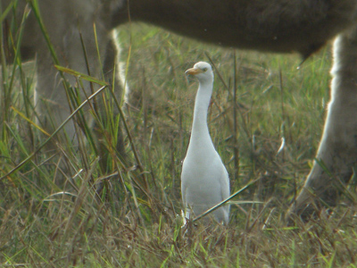 Cattle Egret