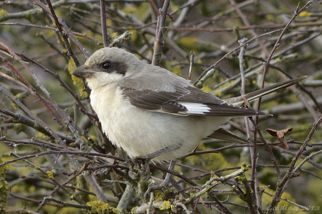 Lesser Grey Shrike