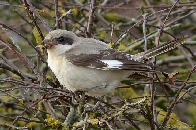 Lesser Grey Shrike