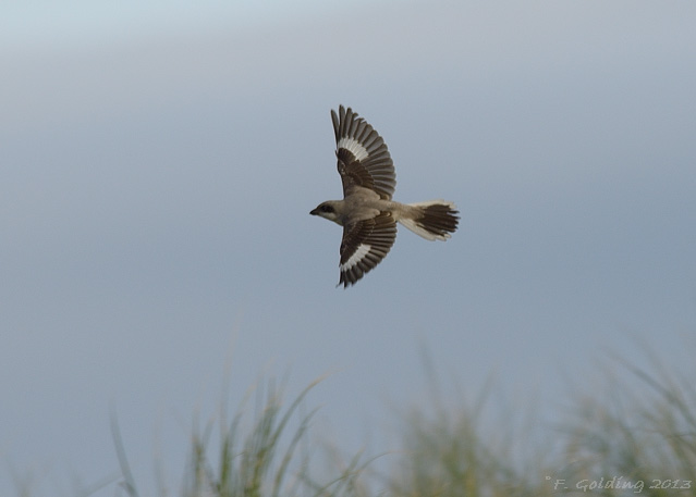 Lesser Grey Shrike