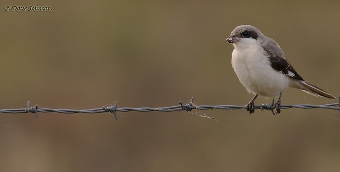 Lesser Grey Shrike