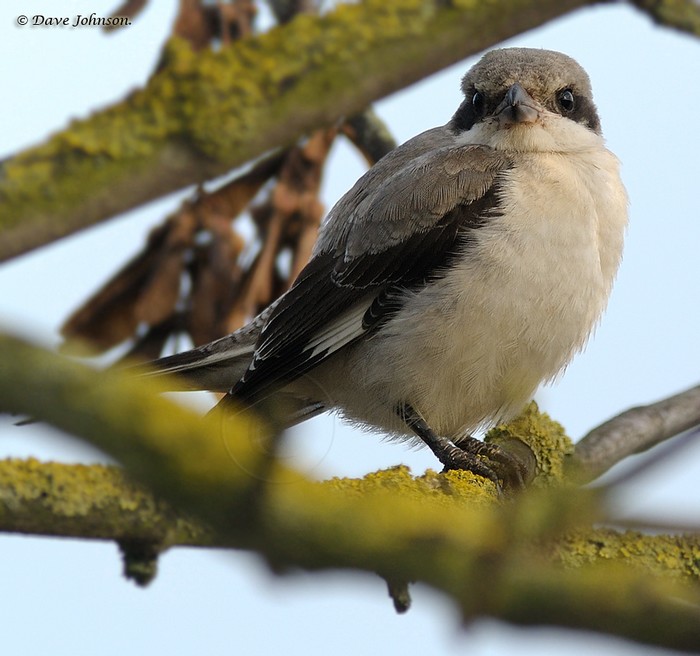 Lesser Grey Shrike