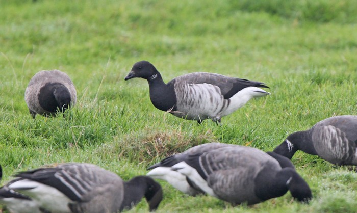 Pale-bellied Brent Goose