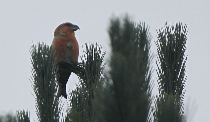 Parrot Crossbill
