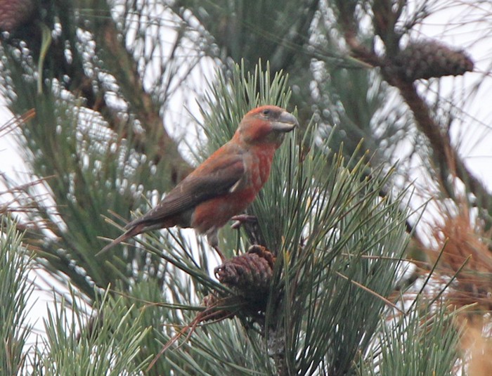 Parrot Crossbill