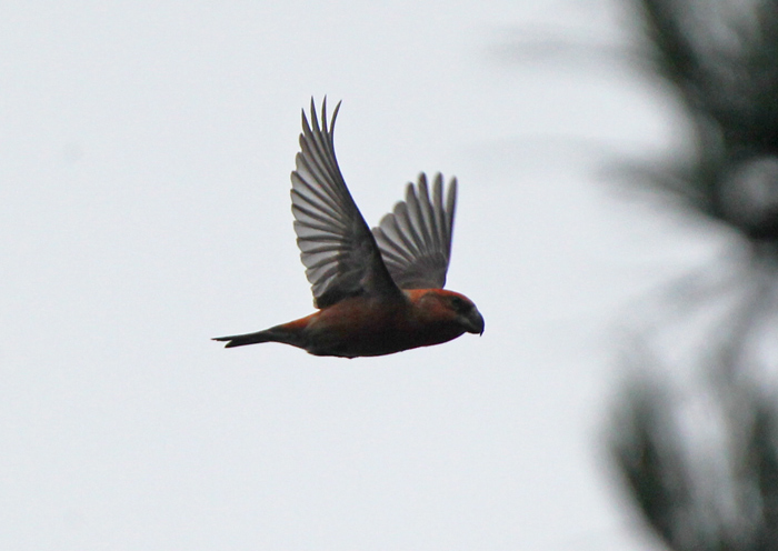 Parrot Crossbill