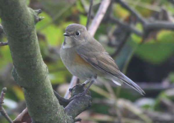 Red-flanked Bluetail