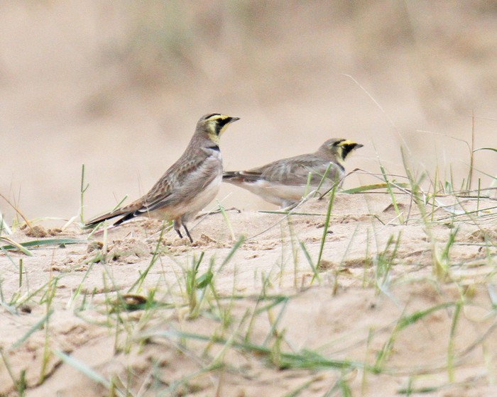 Shorelark