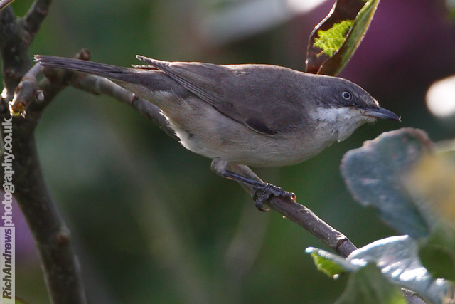 Western Orphean Warbler