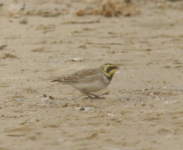 Shorelark