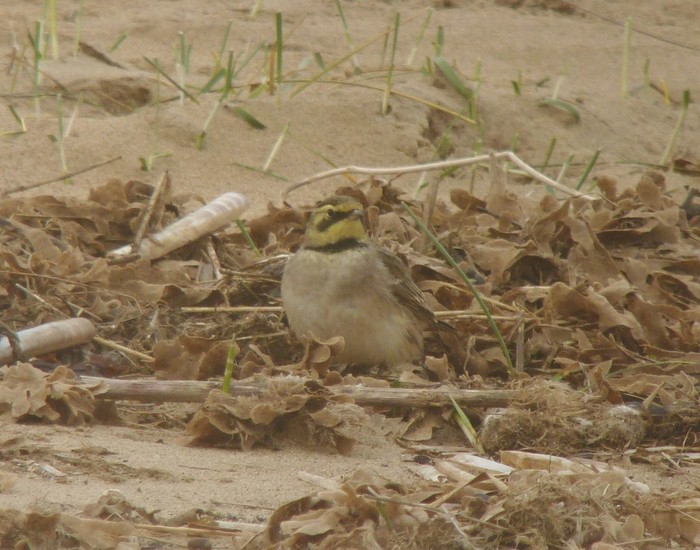 Shorelark