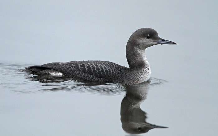 Black-throated Diver