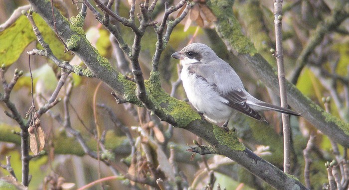 Lesser Grey Shrike
