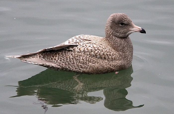 Glaucous Gull