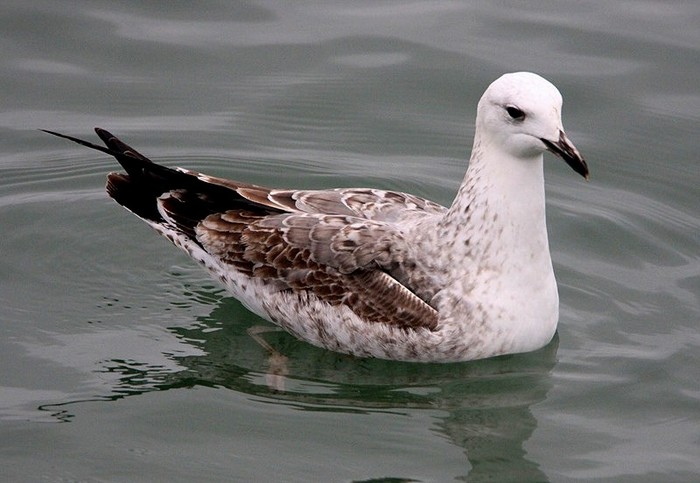 Caspian Gull