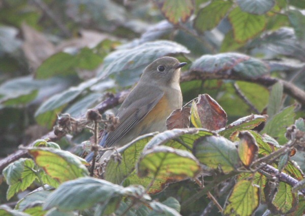 Red-flanked Bluetail
