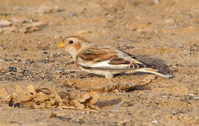 Snow Bunting