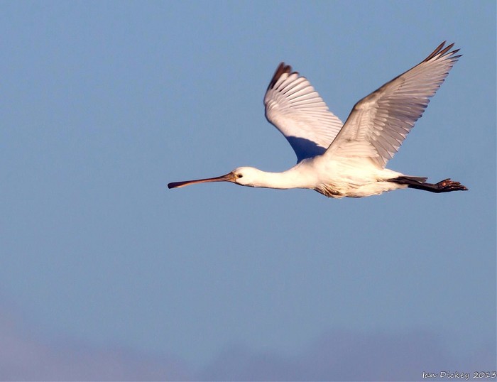 Spoonbill