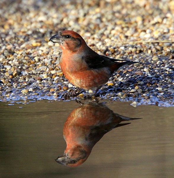 Crossbill