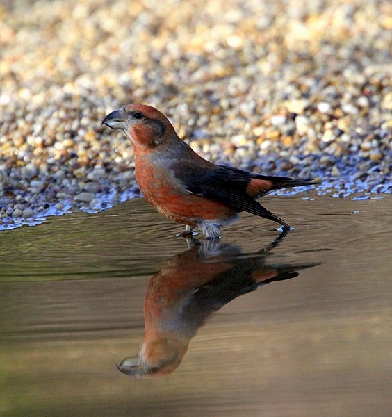Crossbill