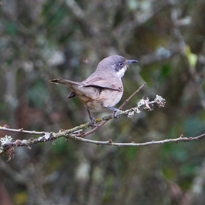 Western Orphean Warbler