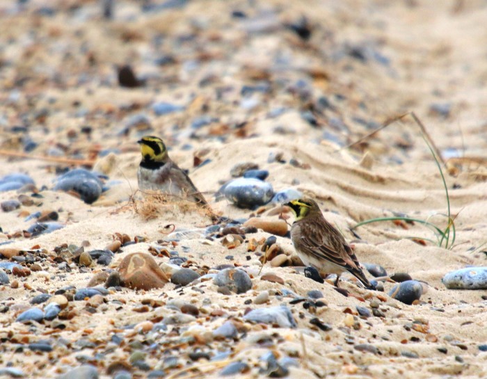Shorelark