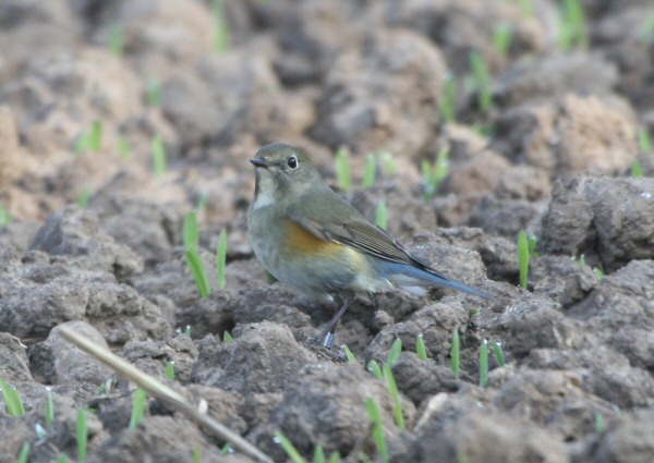 Red-flanked Bluetail