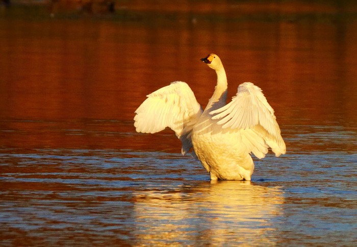 Bewick's Swan